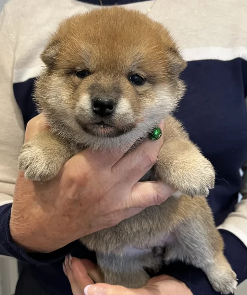 bellissimi cuccioli di shiba inu | Foto 1