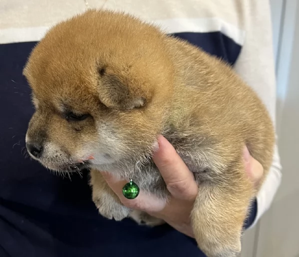 bellissimi cuccioli di shiba inu | Foto 0