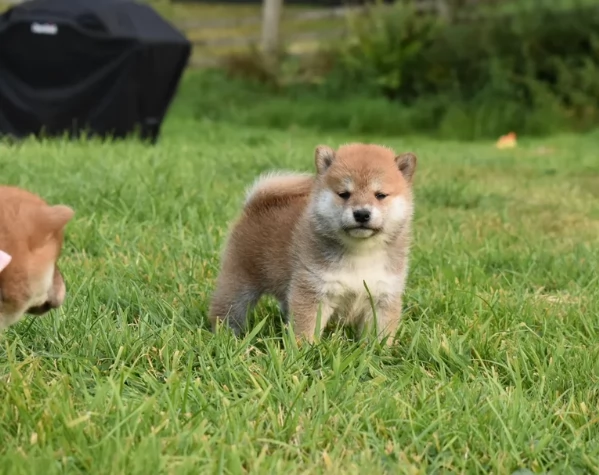 meravigliosi bellissimi cuccioli di shiba inu | Foto 5
