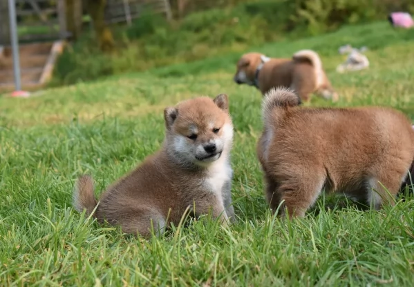 meravigliosi bellissimi cuccioli di shiba inu | Foto 4