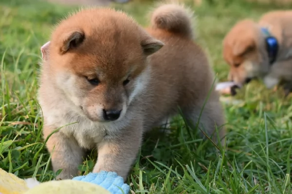 meravigliosi bellissimi cuccioli di shiba inu | Foto 3