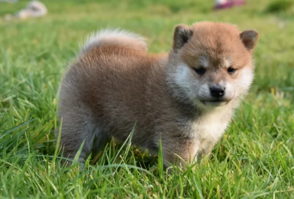 meravigliosi bellissimi cuccioli di shiba inu | Foto 2