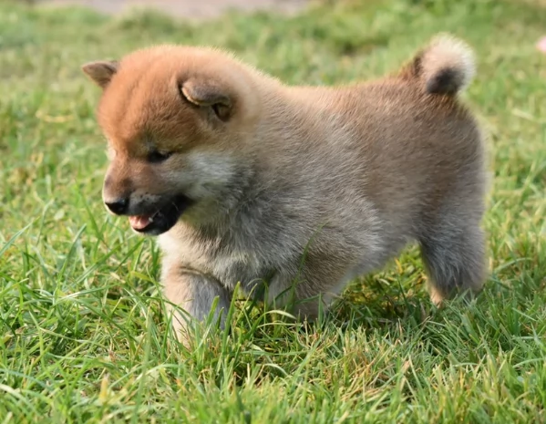 meravigliosi bellissimi cuccioli di shiba inu
