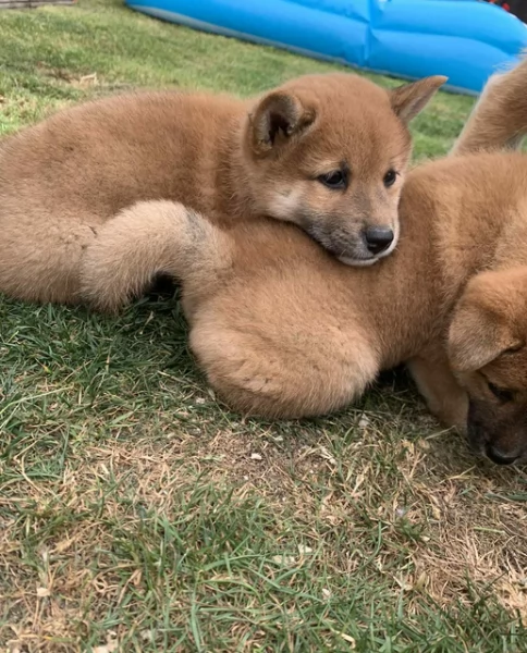 meravigliosi bellissimi cuccioli di shiba inu | Foto 4
