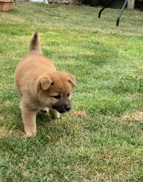 meravigliosi bellissimi cuccioli di shiba inu | Foto 3