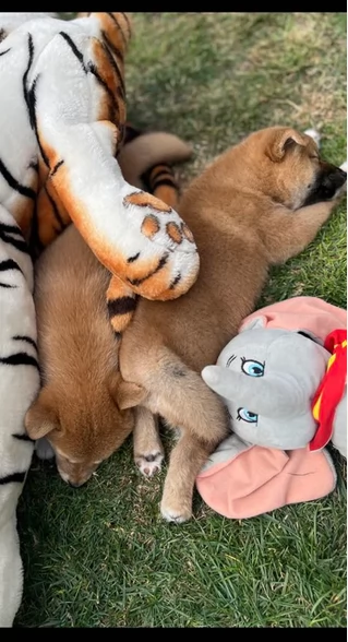 meravigliosi bellissimi cuccioli di shiba inu | Foto 2