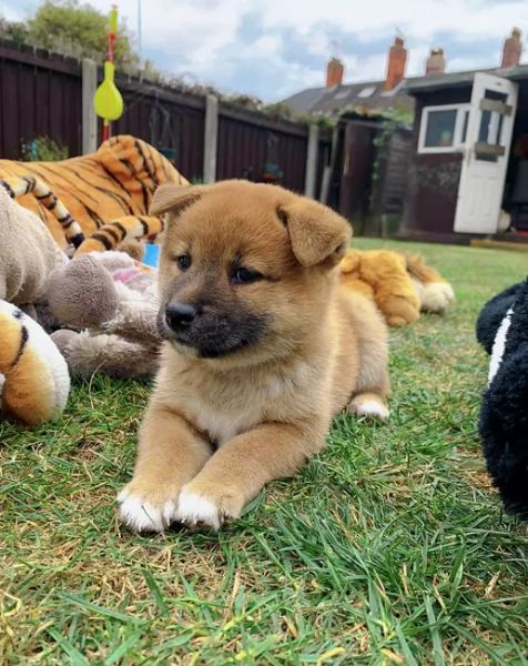 meravigliosi bellissimi cuccioli di shiba inu