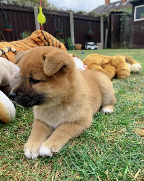 meravigliosi bellissimi cuccioli di shiba inu | Foto 1