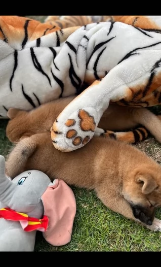 meravigliosi bellissimi cuccioli di shiba inu | Foto 0