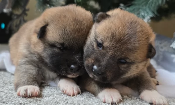 meravigliosi bellissimi cuccioli di shiba inu | Foto 6