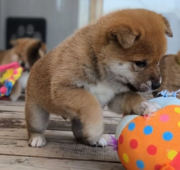 meravigliosi bellissimi cuccioli di shiba inu | Foto 5