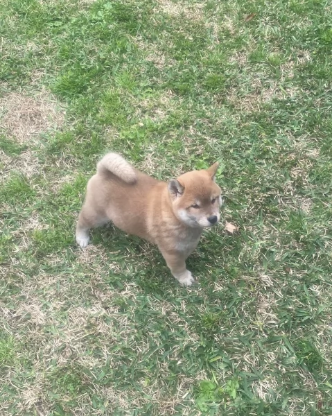 meravigliosi bellissimi cuccioli di shiba inu | Foto 4