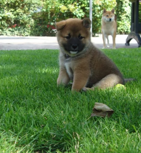 meravigliosi bellissimi cuccioli di shiba inu | Foto 3