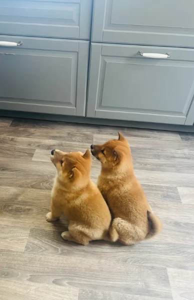 meravigliosi bellissimi cuccioli di shiba inu