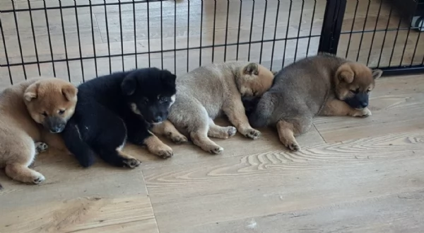 meravigliosi bellissimi cuccioli di shiba inu | Foto 1