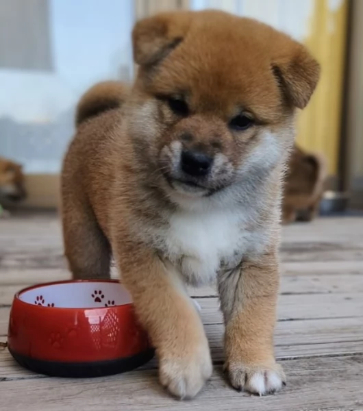 meravigliosi bellissimi cuccioli di shiba inu | Foto 0
