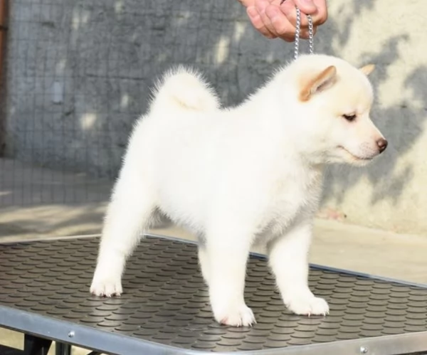 meravigliosi bellissimi cuccioli di shiba inu | Foto 4