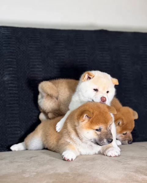 meravigliosi bellissimi cuccioli di shiba inu | Foto 3
