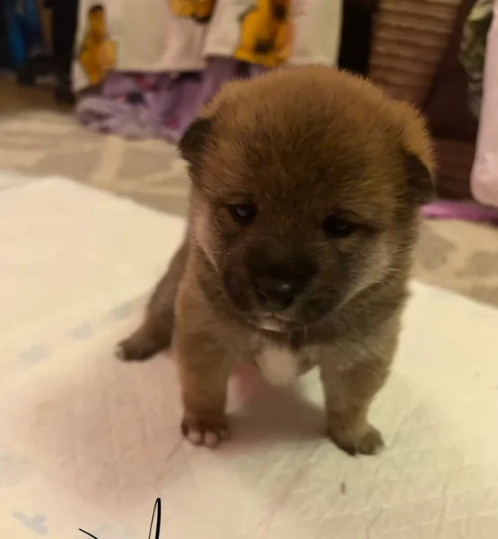 meravigliosi bellissimi cuccioli di shiba inu