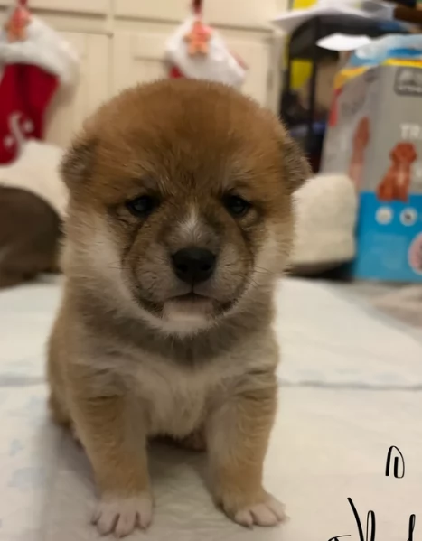 meravigliosi bellissimi cuccioli di shiba inu | Foto 1