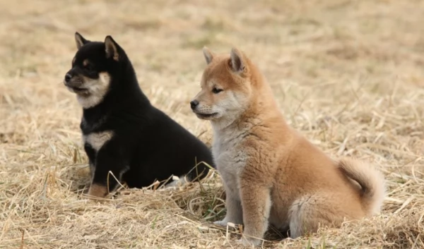meravigliosi bellissimi cuccioli di shiba inu