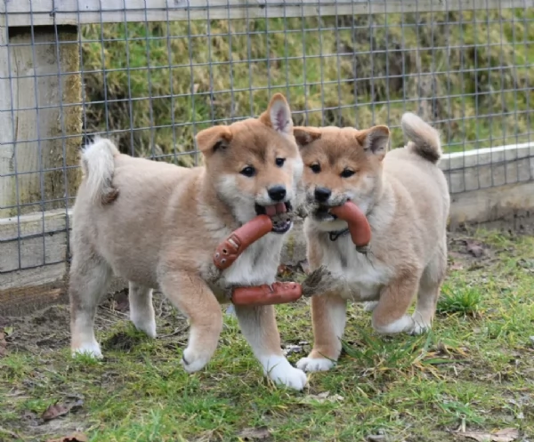 meravigliosi bellissimi cuccioli di shiba inu | Foto 1