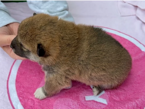 meravigliosi bellissimi cuccioli di shiba inu | Foto 5