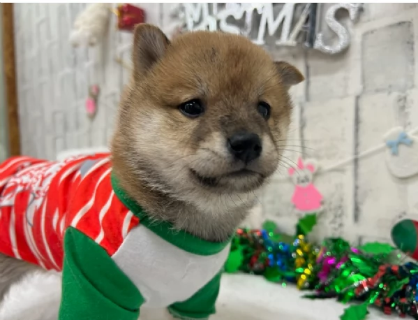 meravigliosi bellissimi cuccioli di shiba inu | Foto 4