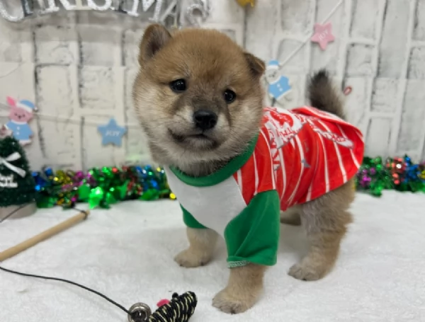 meravigliosi bellissimi cuccioli di shiba inu | Foto 3