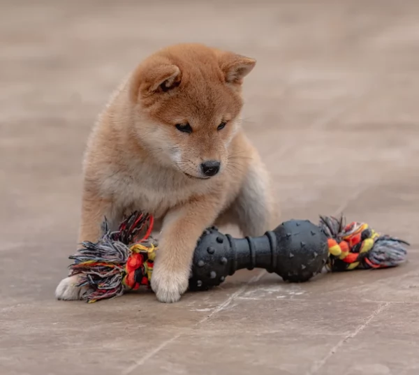 meravigliosi bellissimi cuccioli di shiba inu | Foto 2