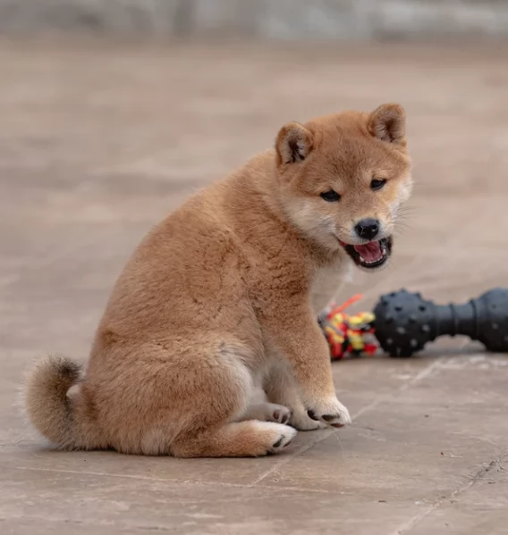 meravigliosi bellissimi cuccioli di shiba inu | Foto 1