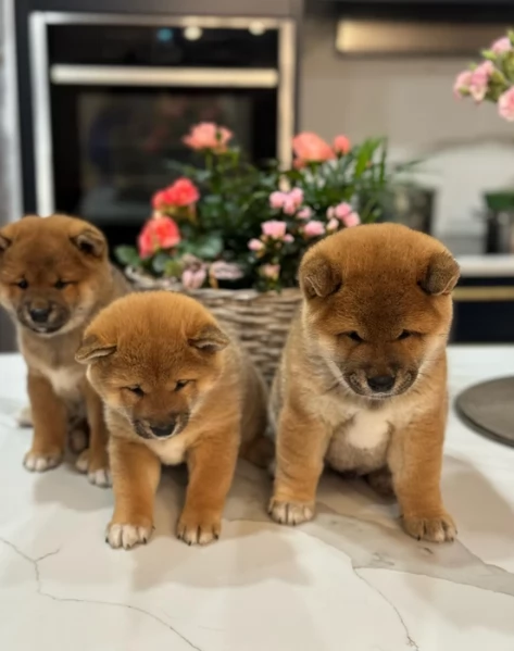 meravigliosi bellissimi cuccioli di shiba inu