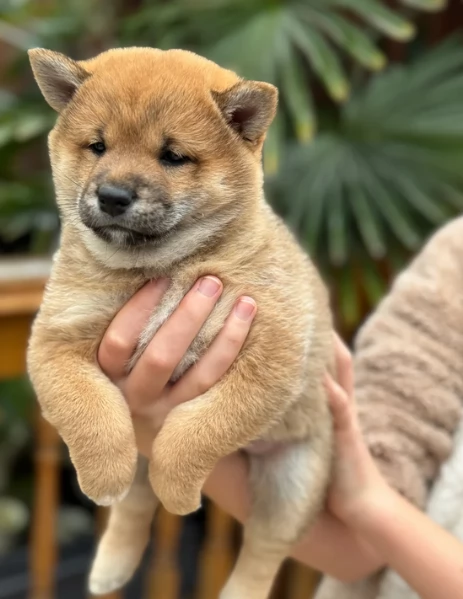 meravigliosi bellissimi cuccioli di shiba inu | Foto 0