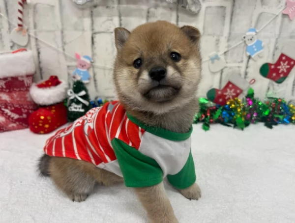 meravigliosi bellissimi cuccioli di shiba inu
