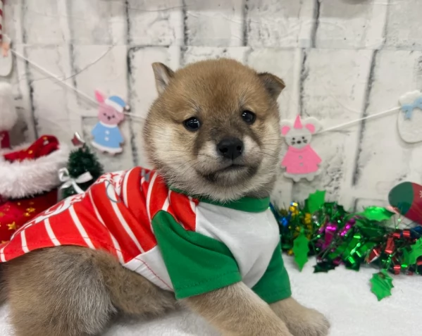 meravigliosi bellissimi cuccioli di shiba inu | Foto 0