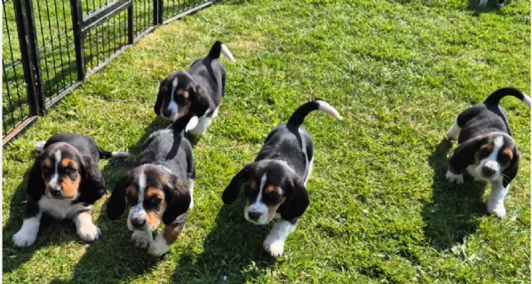 meravigliosi bellissimi cuccioli di bassethound 