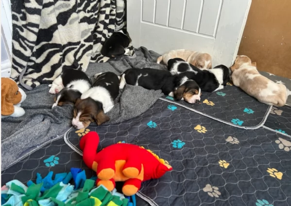 meravigliosi bellissimi cuccioli di bassethound 