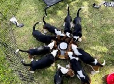 meravigliosi bellissimi cuccioli di bassethound  | Foto 1