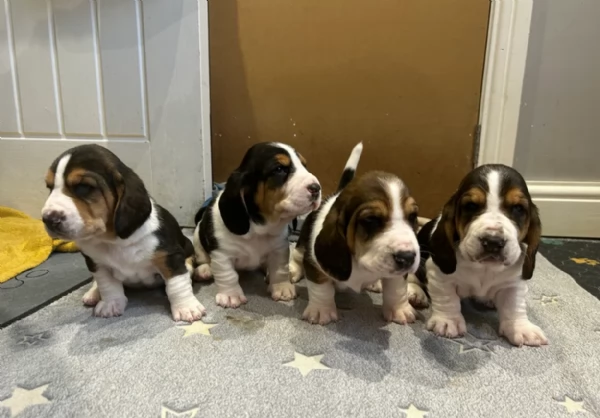 meravigliosi bellissimi cuccioli di bassethound 