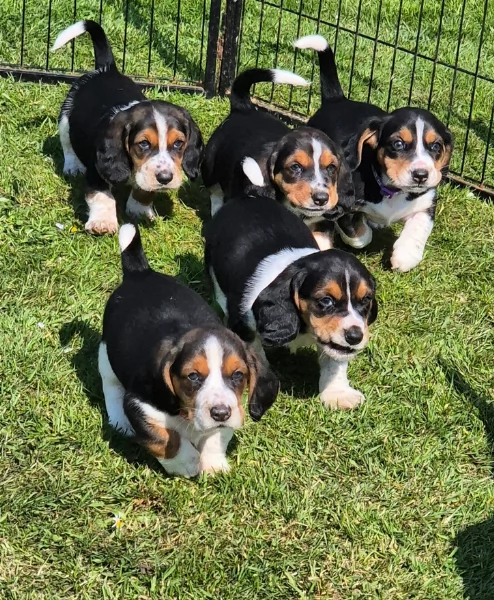 meravigliosi bellissimi cuccioli di bassethound  | Foto 2