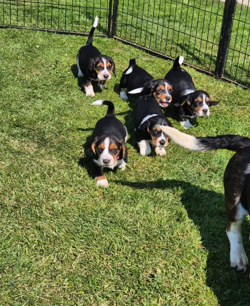 meravigliosi bellissimi cuccioli di bassethound  | Foto 1