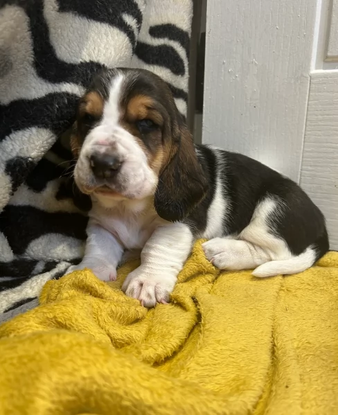 meravigliosi bellissimi cuccioli di bassethound 