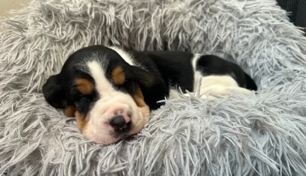 meravigliosi bellissimi cuccioli di bassethound  | Foto 3