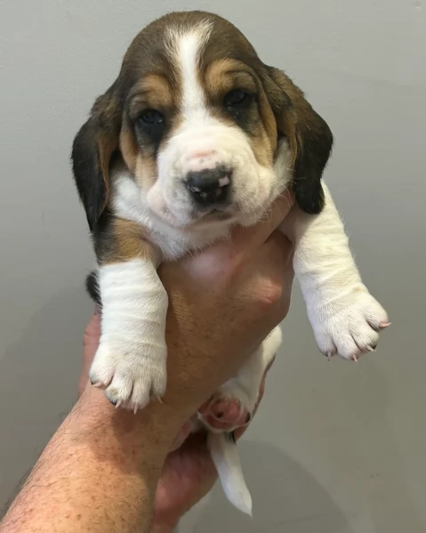 meravigliosi bellissimi cuccioli di bassethound 