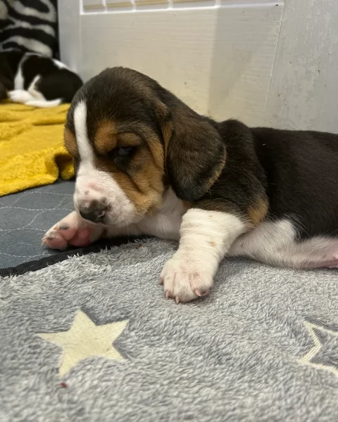 meravigliosi bellissimi cuccioli di bassethound  | Foto 1