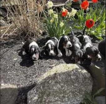 meravigliosi bellissimi cuccioli di bassethound  | Foto 0