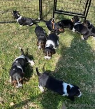 meravigliosi bellissimi cuccioli di bassethound  | Foto 0