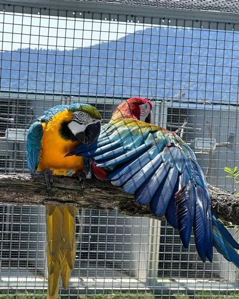 Pappagalli Ara Blu e Oro ben addestrati e uova in vendita. | Foto 0