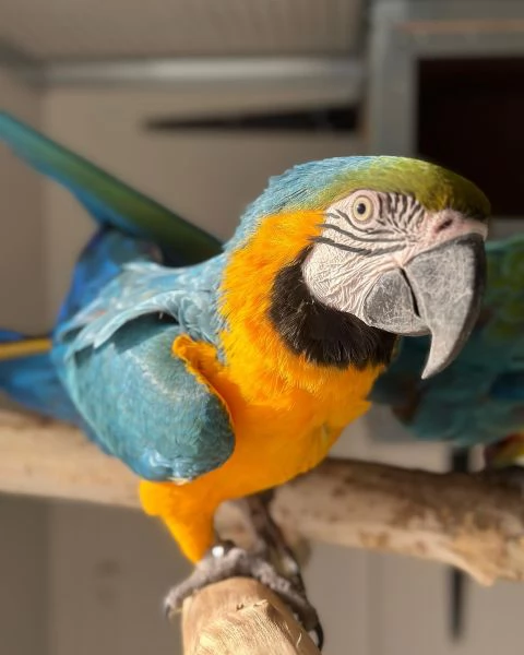 Pappagalli Ara Blu e Oro ben addestrati con buon temperamento e uova. | Foto 3