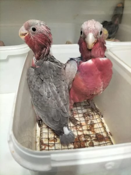 Pappagalli Ara Blu e Oro ben addestrati con buon temperamento e uova. | Foto 2